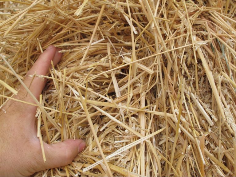 Straw Bales Miami, Decorative Hay Straw Littering Bedding