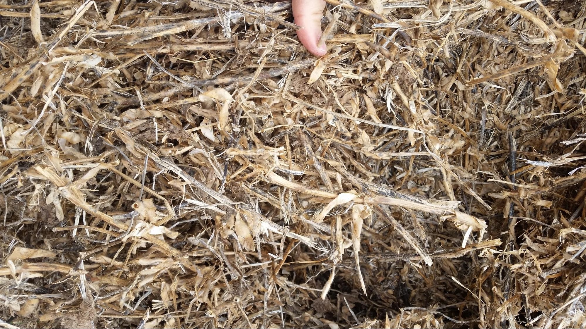 Soybean Straw | Aden Brook