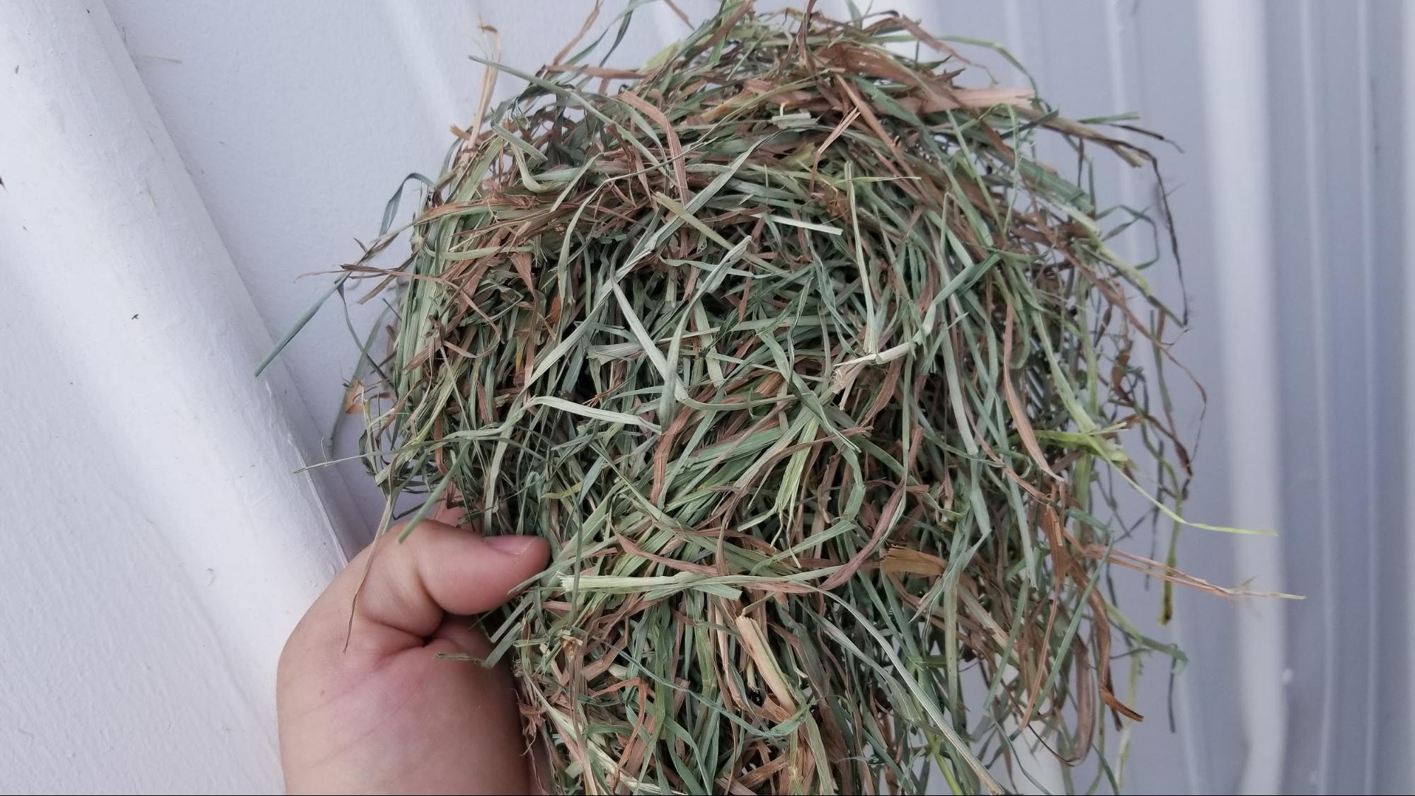 Orchard Grass Mixed Hay | Aden Brook