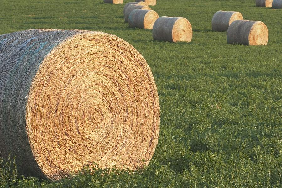 hay bales for sale nz